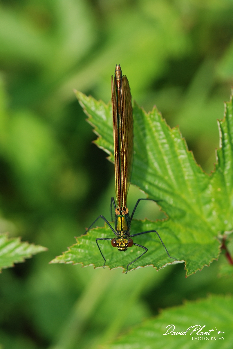 David Plant Photography - Wildlife Photographer - Beautiful demoiselle female - A.JPG - Beautiful demoiselle, female - Gloucestershire